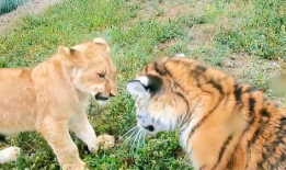 老虎和狮子打架视频,老虎与狮子激战正酣